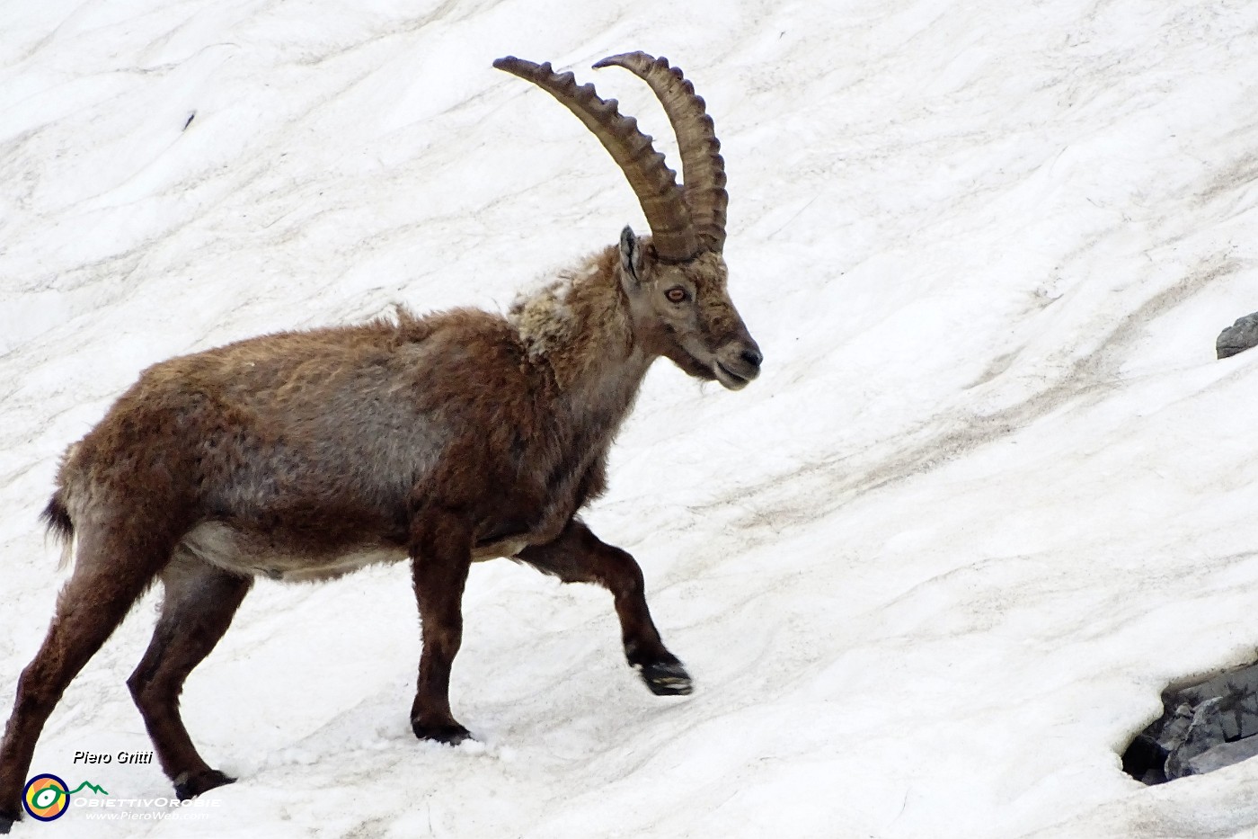 63 L'ungulato cammina bene sulla neve....JPG